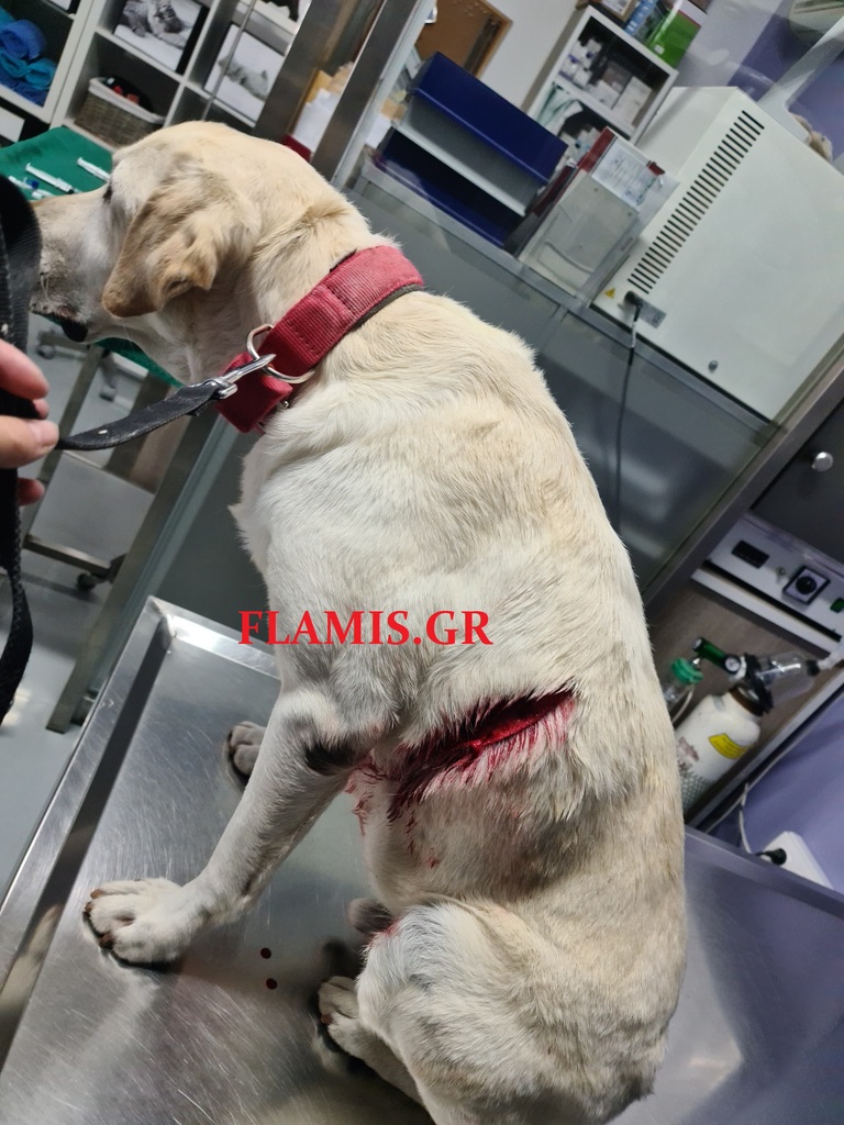 ΠΡΟΣΟΧΗ ΣΚΛΗΡΕΣ ΕΙΚΟΝΕΣ: Μαχαίρωσαν σκύλο γνωστής οικογένειας της Πάτρας! ΦΟΒΟΙ ΓΙΑ "ΑΠΕΙΛΗΤΙΚΟ ΜΗΝΥΜΑ"