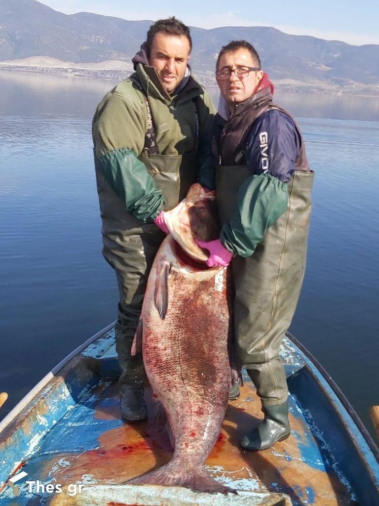 Δείτε το ψάρι-γίγας που έπιασαν στη λίμνη Βόλβη -Ζυγίζει 85 κιλά!