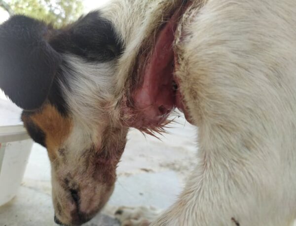 ΠΡΟΣΟΧΗ ΣΚΛΗΡΕΣ ΕΙΚΟΝΕΣ: Αγρια κακοποίηση σκύλου στην Κ. Αχαϊα