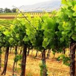 ΔΥΤΙΚΗ ΕΛΛΑΔΑ: Ξεκινά η υποβολή αιτήσεων νέων φυτεύσεων αμπελώνων