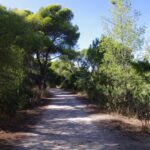 Δήμος Πατρέων: Καθαρίζεται το δάσος Καρκαλού