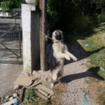ΠΑΤΡΑ: Συνελήφθη γιατί είχε μονίμως δεμένο το σκύλο του