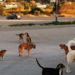 ΠΑΤΡΑ: Στο Νοσοκομείο φοιτητής - Του επιτέθηκε αδέσποτο