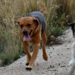 ΠΑΤΡΑ - ΑΠΙΣΤΕΥΤΟ: 12 επιθέσεις από αδέσποτα σκυλιά
