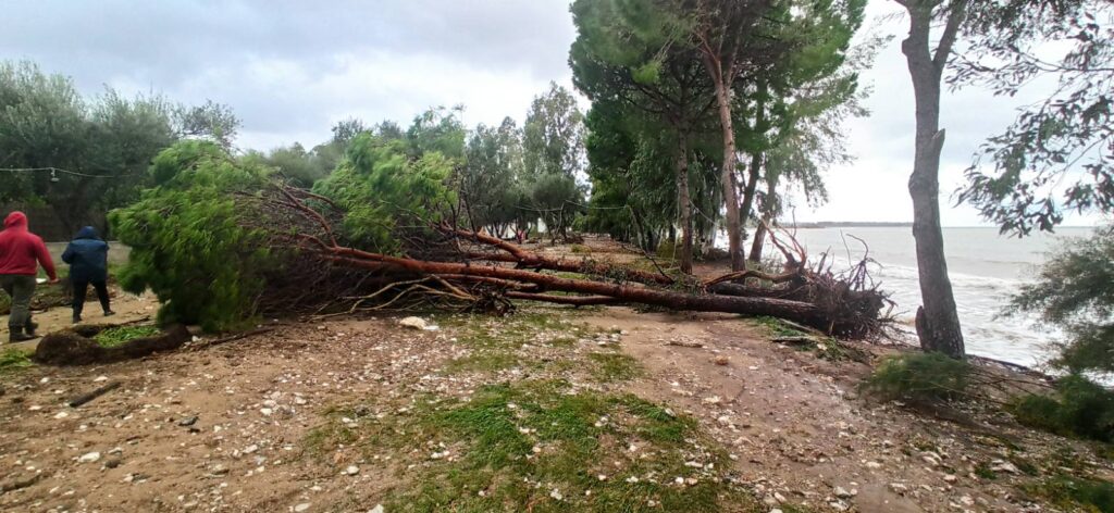 ΕΙΚΟΝΕΣ ΠΟΥ ΣΟΚΑΡΟΥΝ! Η θάλασσα στον Καστελόκαμπο… ξερίζωσε τα δένδρα! Μίκρυνε η παραλία!