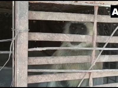 Ινδία: Συνελήφθησαν… μαϊμούδες για τις δολοφονίες εκατοντάδων σκύλων