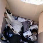 ΣΟΚ - ΦΩΤΟ: Δηλητηρίασαν 15 γάτες στην περιοχή της Ιεροθέου στην Πάτρα