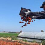 ΑΧΑΪΑ: Λείπουν 10.000 εργατικά χέρια από τα χωράφια - Περιμένουν ακόμα τους αλλοδαπούς