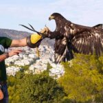 Καθιέρωση της Ιερακοθηρίας στη χώρα μας και με τη σφραγίδα του ΣτΕ!