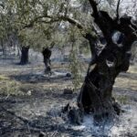 ΗΛΕΙΑ: «Εννιά εκατομμύρια ευρώ σε 965 δικαιούχους στην Ηλεία» – Απάντηση Τριαντόπουλου για τους πυρόπληκτους αγρότες