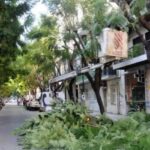 Πάτρα: Κλάδεμα δέντρων την Κυριακή στην Ελληνος Στρατιώτου - Παρακαλούνται οι οδηγοί να μην παρκάρουν