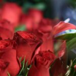 Αγίου Βαλεντίνου: η ιστορία πίσω από τη γιορτή των ερωτευμένων