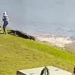 ΗΠΑ: Η στιγμή της θανατηφόρας επίθεσης αλιγάτορα σε 85χρονη στη Φλόριντα - «Την έπιασε»