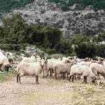 Ηλεία: Στα όρια του αφανισμού η κτηνοτροφία
