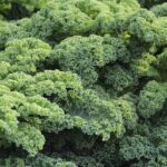 Αυτά είναι τα 10 καλύτερα Super Foods για τον οργανισμό