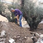 Πάτρα: Έβαλαν ελιές στο προαύλιο του Παλαιού Αρσακείου, στο νέο δημαρχείο (φωτο)