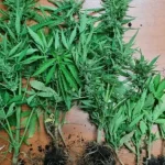Μεσολόγγι: Βρέθηκε με φυντάνια κάνναβης στις γλάστρες του