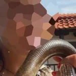 Θεσσαλονίκη: Βγήκε από τη ΜΕΘ η εθελόντρια που δέχτηκε επίθεση από οχιά