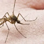 Ιός Δυτικού Νείλου: Οι 42 δήμοι που βρίσκονται στο «κόκκινο» – Στη λίστα και η Δυτική Ελλάδα