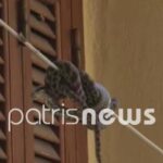 Οχιά έκανε ...βόλτα στο κέντρο της Αμαλιάδας