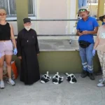 Πύργος: Γεννητούρια λευκοπελαργών σε καμπαναριό – Ξεπρόβαλαν οι νεοσσοί