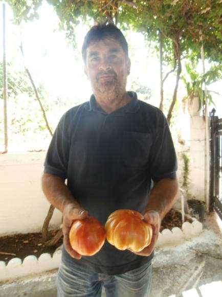 Χοντροκατσαρή ντομάτα... για Γκίνες μέχρι 5 κιλά η μία... στη Μεταμόρφωση Μεσσηνίας