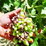 Αποζημιώσεις καλλιεργειών: Πρωτοβουλία της Περιφέρειας Δ. Ελλάδας υπέρ των αγροτών