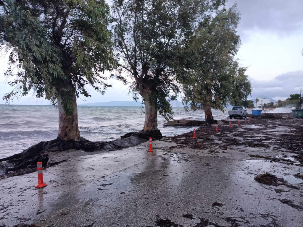 EIKONEΣ - ΣΟΚ ΣΤΟ ΜΙΝΤΙΛΟΓΛΙ: Τα δένδρα της παραλιακής… βρίσκονται «στον αέρα» - ΦΩΤΟ