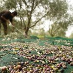 Αχαϊα: Χρυσά» τα μεροκάματα, αμάζευτες θα μείνουν ελιές...