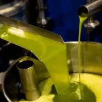 Ελαιόλαδο: Πιέζονται οι τιμές παραγωγού στην Ελλάδα – Ανεβασμένα νούμερα για τις επιτραπέζιες ελιές