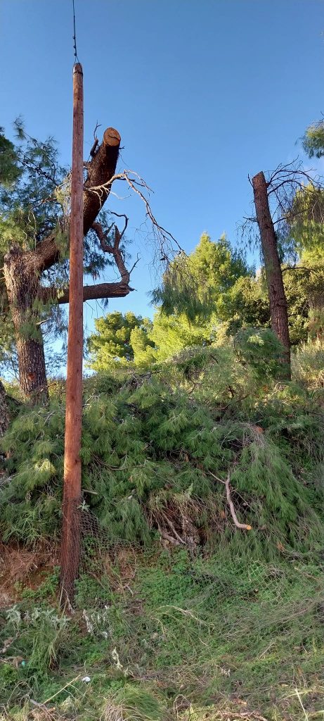 ΟΙΚΙΠΑ: Εσφαλμένη η κοπή δένδρων από τον ΔΕΔΔΗΕ - ΦΩΤΟ