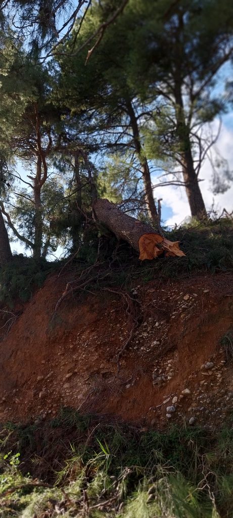 ΟΙΚΙΠΑ: Εσφαλμένη η κοπή δένδρων από τον ΔΕΔΔΗΕ - ΦΩΤΟ