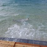 ΑΧΑΪΑ: Εμφανίστηκε φώκια κοντά στην ακτή - ΦΩΤΟ