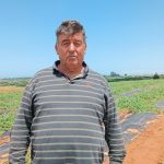 Σε απόγνωση οι παραγωγοί πιπεριού στην Ηλεία – Ο καύσωνας τους καταστρέφει
