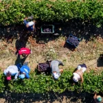 Κορινθιακή Σταφίδα: Μία ιστορική καλλιέργεια που εξάγεται σε 45 χώρες - Προοπτικές και προβλήματα