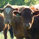 Πώς οι μεγαλύτερες εταιρείες κρέατος και γαλακτοκομικών «υπονομεύουν» τη δράση για το κλίμα