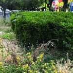 ΠΑΤΡΑ: Μαραίνονται οι νερατζιές στην Τριών Ναυάρχων