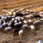 Δυτική Αχαΐα: 3.000 ζώα θανατώθηκαν από την ευλογιά αιγοπροβάτων- Προειδοποιήσεις από τον αντιπεριφερειάρχη