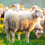 Αγροτικές επιδοτήσεις: Ημερομηνία- ορόσημο η 4η Νοεμβρίου