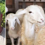 Ευλογιά των προβάτων: «Καμπανάκι» για τις απειλούμενες αυτόχθονες φυλές