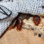 Πατρινόπουλα… γέμισαν κοριούς!