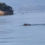 Αγριογούρουνα κάνουν μπάνιο στα Τριζόνια (βίντεο)