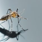 ΣΥΝΑΓΕΡΜΟΣ: Το πρώτο κρούσμα ιού Δυτικού Νείλου μέσα στην Πάτρα - ΔΕΙΤΕ ΣΕ ΠΟΙΑ ΠΕΡΙΟΧΗ