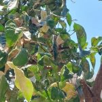 ΠΑΤΡΑ: Αργοπεθαίνουν οι νεραντζιές στην Τριών Ναυάρχων - ΦΩΤΟ