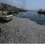 Μέτρα στήριξης σε επιχειρήσεις λόγω των νεκρών ψαριών στον Παγασητικό
