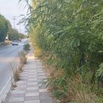 ΠΑΤΡΑ: Τα χόρτα έχουν πνίξει το πεζοδρόμιο της οδού Αχιλλέως