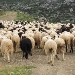 Συνεχίζονται οι έλεγχοι κλινικής επιτήρησης της πανώλης από τις κτηνιατρικές υπηρεσίες της Περιφέρειας Δυτικής Ελλάδας