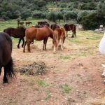 Μεσολόγγι: «Μυστήριο» με την εξαφάνιση δεκάδων αδέσποτων αλόγων – Οι καταγγελίες της Φιλοζωικής