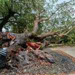 ΑΙΤΩΛΟΑΚΑΡΝΑΝΙΑ: Επεσε δένδρο 90 ετών από το μπουρίνι