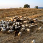 ΔΥΤΙΚΗ ΕΛΛΑΔΑ: 5 εστίες για πανώλη στην περιφέρεια